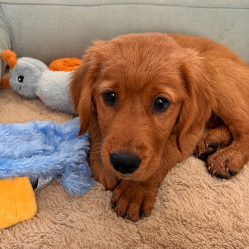 Red golden retriever puppy resting with plush toys
